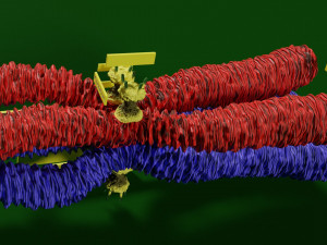 Chromosome genetic recombination blender 3d 3D मॉडल