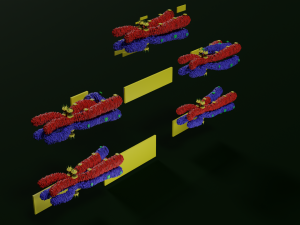 Chromosome genetic recombination blender 3d 3D मॉडल