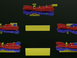 Chromosome genetic recombination blender 3d 3D मॉडल
