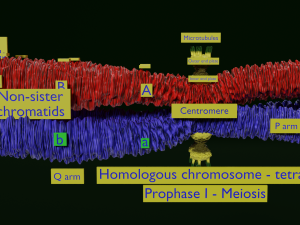 Chromosome genetic recombination blender 3d 3D मॉडल