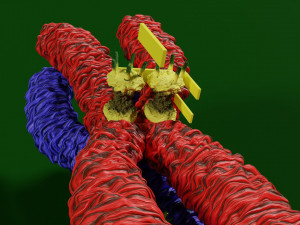 Chromosome genetic recombination blender 3d 3D मॉडल