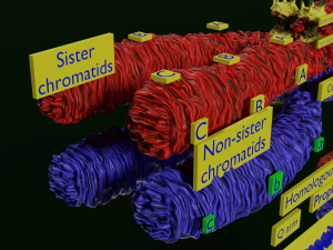 Chromosome genetic recombination blender 3d 3D मॉडल