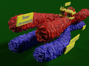 Chromosome genetic recombination blender 3d 3D मॉडल