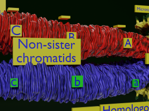 Chromosome genetic recombination blender 3d 3D मॉडल