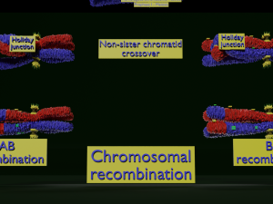 Chromosome genetic recombination blender 3d 3D मॉडल