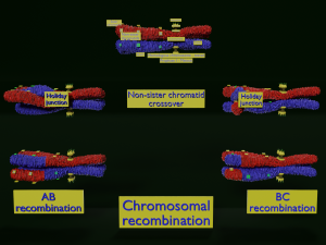 Chromosome genetic recombination blender 3d 3D मॉडल