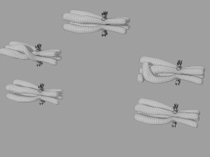 Chromosome genetic recombination blender 3d 3D मॉडल