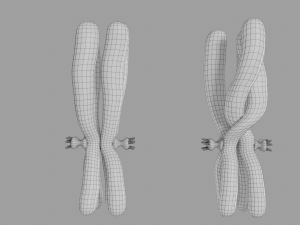 Chromosome genetic recombination blender 3d 3D मॉडल
