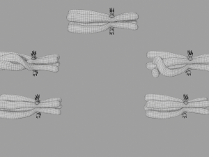 Chromosome genetic recombination blender 3d 3D मॉडल