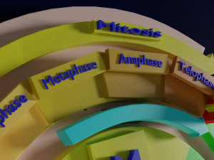 Cell Cycle phases stages and check points 3d print model 3D Принт Модель