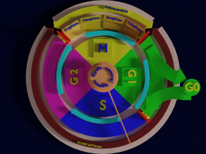Cell Cycle phases stages and check points 3d print model 3D Принт Модель