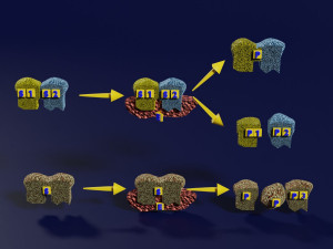 3D enzyme substrate reaction product Modello di stampa 3D