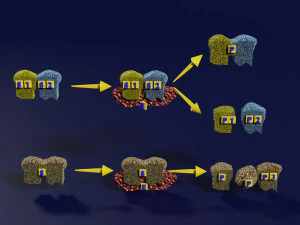Prodotto di reazione del substrato enzimatico 3D Modello di stampa 3D