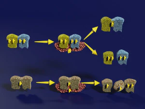 3D enzyme substrate reaction product 3D Print Model