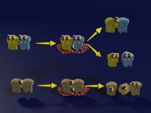 3D enzyme substrate reaction product 3D Print Model