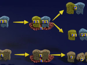 3D enzyme substrate reaction product 3D Print Model