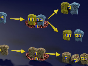3D enzyme substrate reaction product Modèles 3D en vedette