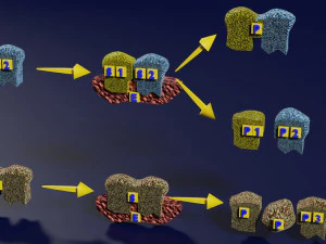 3D enzyme substrate reaction product 3D Print Model