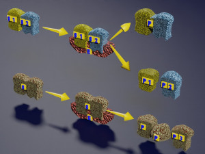3D enzyme substrate reaction product Modèles 3D en vedette