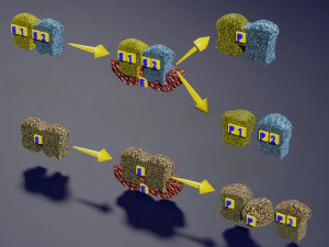 3D enzyme substrate reaction product 3D Print Model