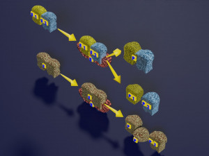 3D enzyme substrate reaction product Modèles 3D en vedette