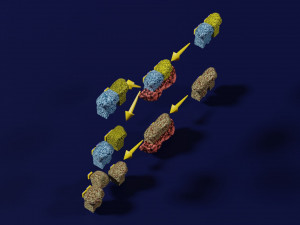 3D enzyme substrate reaction product Modèles 3D en vedette