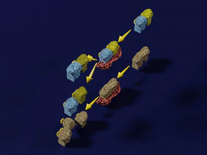 3D enzyme substrate reaction product 3D Print Model