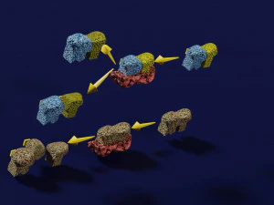 3D enzyme substrate reaction product 3D Print Model