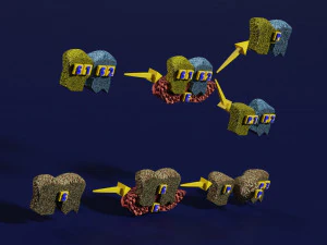3D enzyme substrate reaction product 3D Print Model