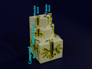 Ducts glands type simple compound alveolar tubular 3D Print Model