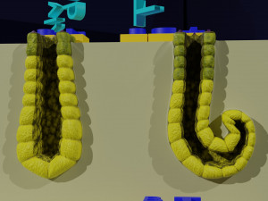 Ducts glands type simple compound alveolar tubular 3D Print Model