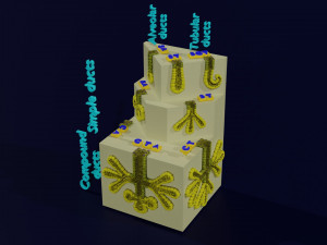 Ducts glands type simple compound alveolar tubular 3D Print Model
