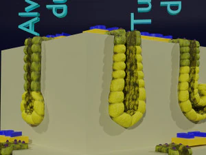 Ducts glands type simple compound alveolar tubular 3D Print Model