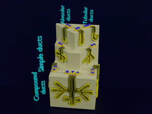 Ducts glands type simple compound alveolar tubular 3D Print Model