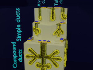 Ducts glands type simple compound alveolar tubular 3D Print Model