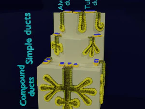 Ducts glands type simple compound alveolar tubular 3D Print Model