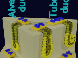 Ducts glands type simple compound alveolar tubular 3D Print Model