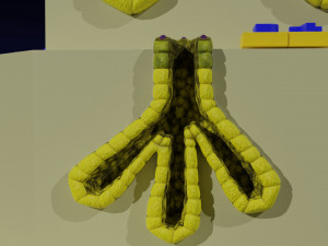 Ducts glands type simple compound alveolar tubular 3D Print Model