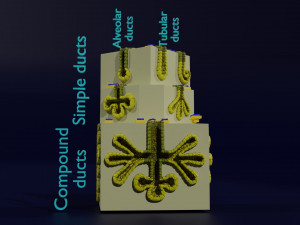 Ducts glands type simple compound alveolar tubular 3D Print Model