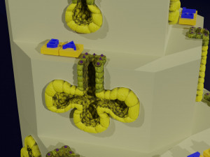 Ducts glands type simple compound alveolar tubular 3D Print Model