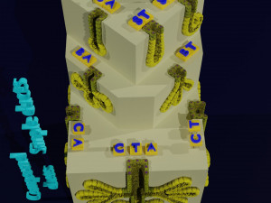 Ducts glands type simple compound alveolar tubular 3D Print Model