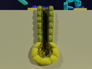 Ducts glands type simple compound alveolar tubular 3D Print Model