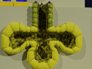 Ducts glands type simple compound alveolar tubular 3D Print Model