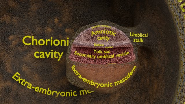 Human embryo 14 days labelled detailed Modello di stampa 3D .c4d .max .obj .3ds .fbx .stl .blend 