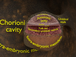 Human embryo 14 days labelled detailed Modello di stampa 3D