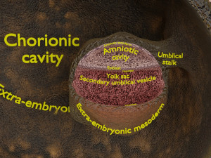 Human embryo 14 days labelled detailed Modello di stampa 3D