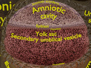 Human embryo 14 days labelled detailed 3D Print Model