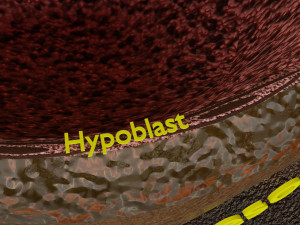 Human embryo 14 days labelled detailed Modello di stampa 3D