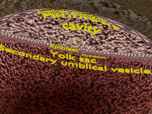 Human embryo 14 days labelled detailed Modello di stampa 3D
