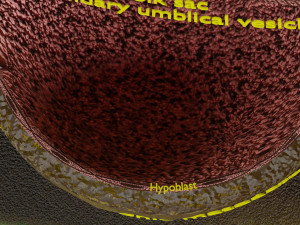 Human embryo 14 days labelled detailed Modello di stampa 3D